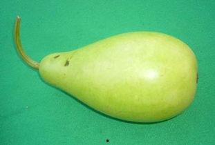 吃蒲瓜多好吗 第3张 吃蒲瓜多好吗 第3张